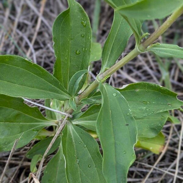 Saponaria officinalis Leaf