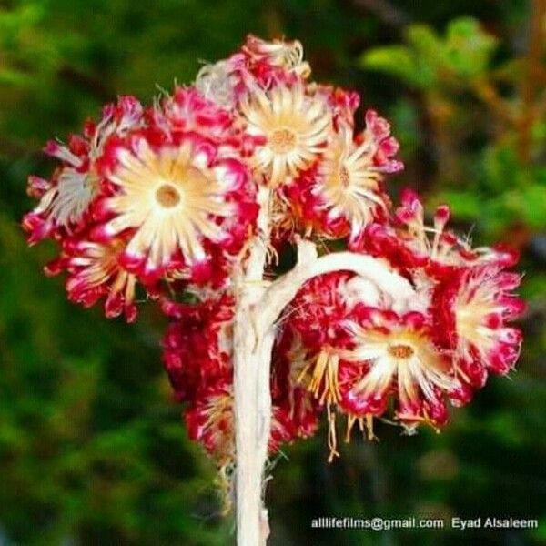 Helichrysum sanguineum Квітка