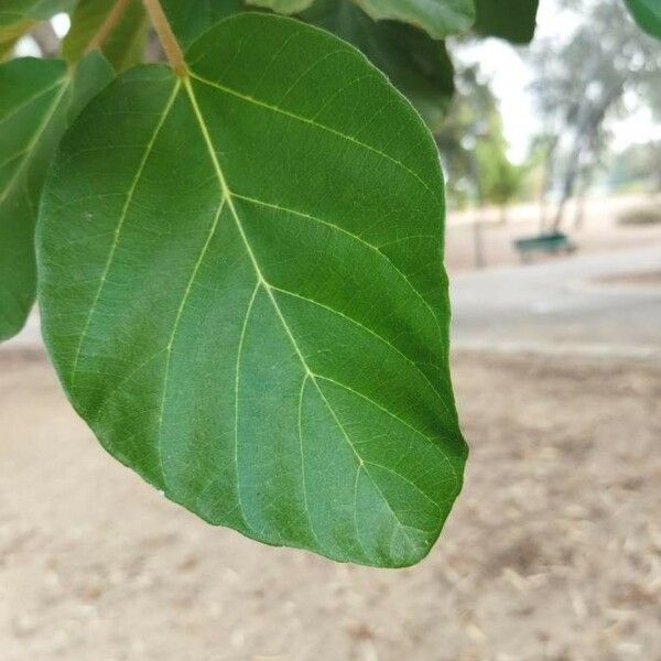 Ficus sycomorus Лист