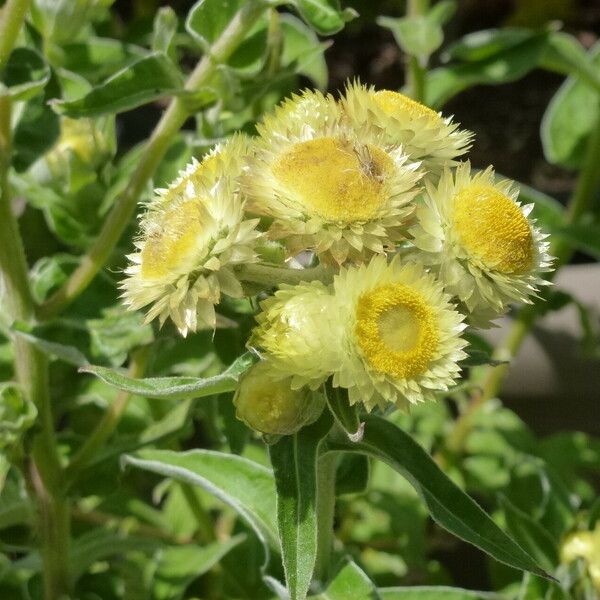 Helichrysum foetidum Žiedas