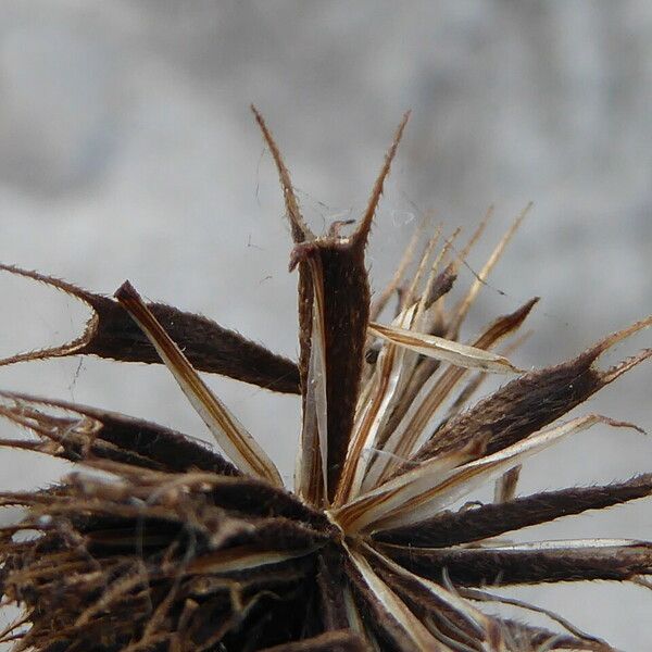 Bidens frondosa Fruitua