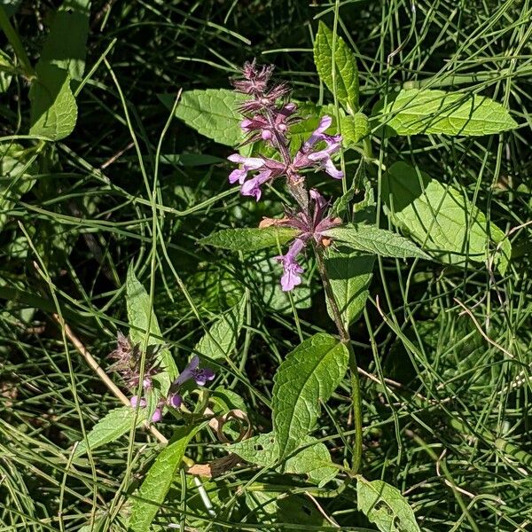 Stachys palustris 整株植物