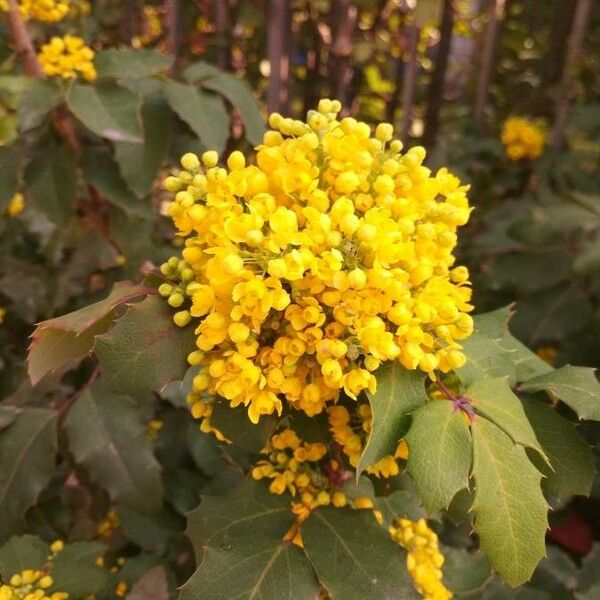 Berberis aquifolium Fiore