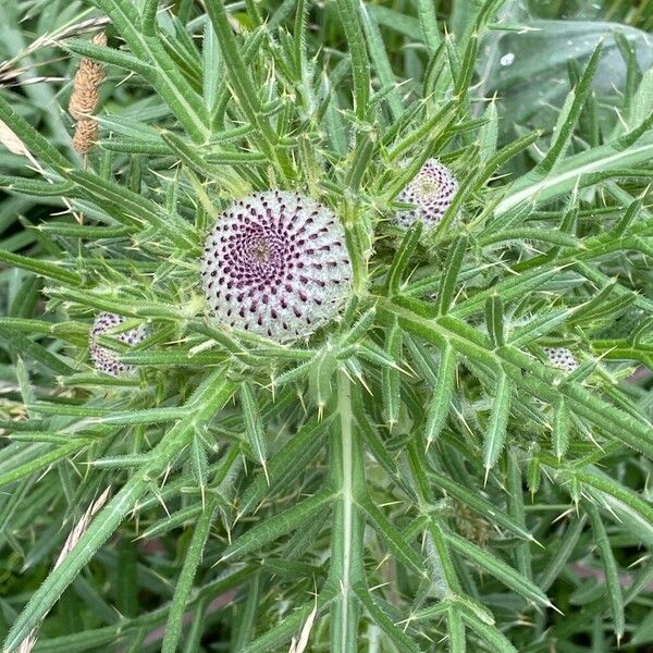 Cirsium eriophorum Habit