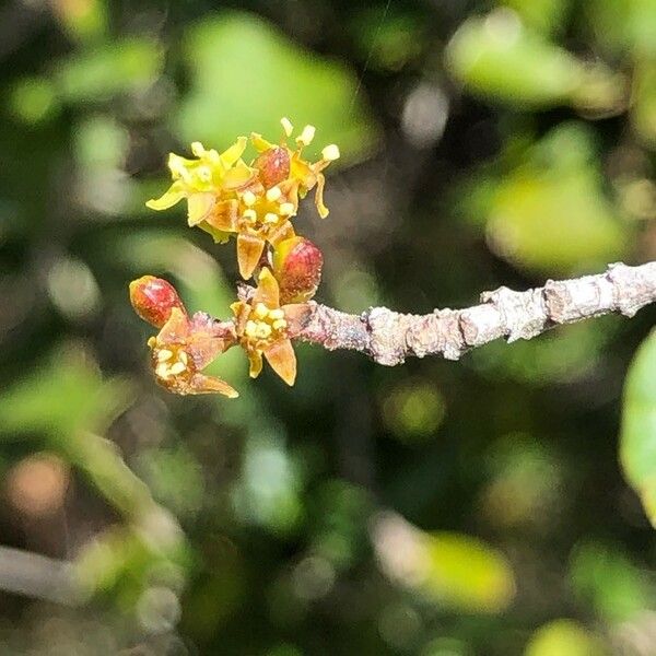 Rhamnus alaternus फूल