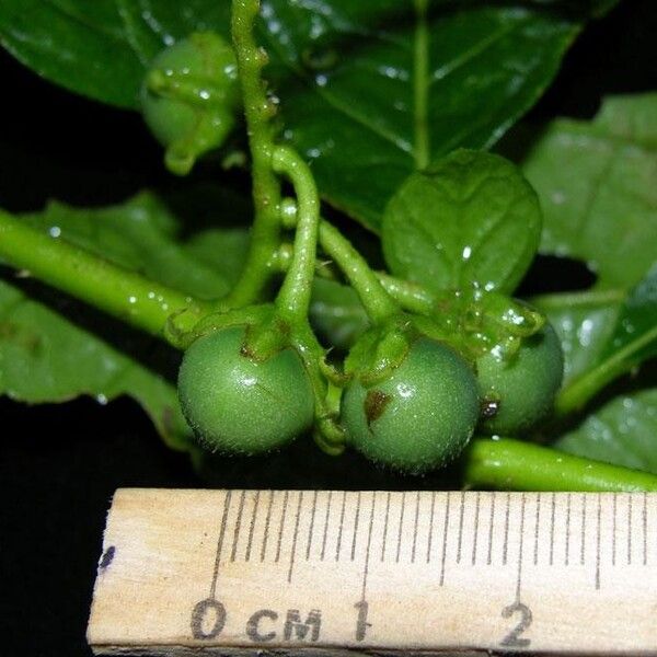 Solanum volubile