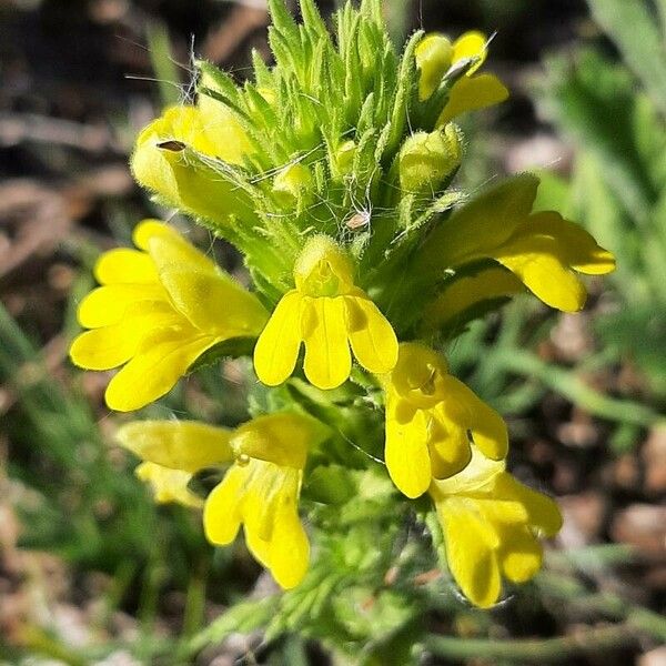 Parentucellia viscosa Fleur