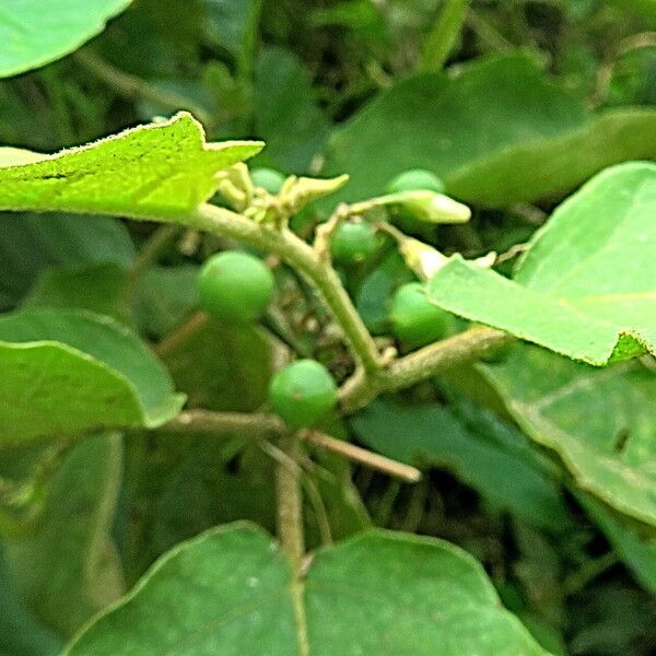 Solanum torvum Frukt