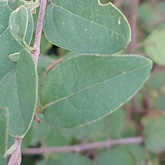 Cotoneaster integerrimus Leaf