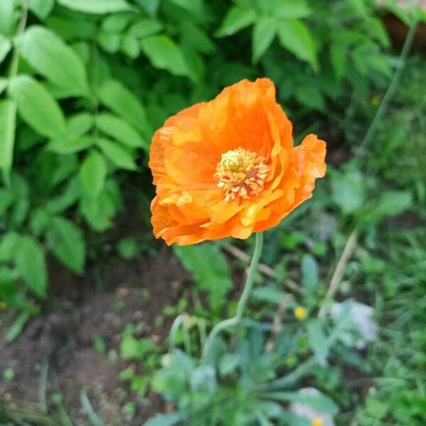 Papaver atlanticum Bloem