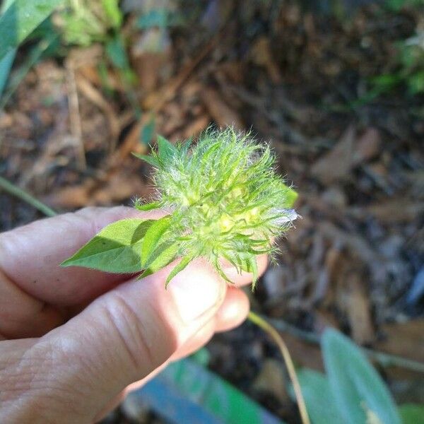 Jacquemontia tamnifolia Flor