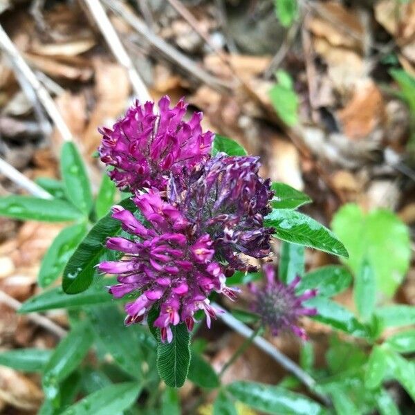 Trifolium alpestre Çiçek