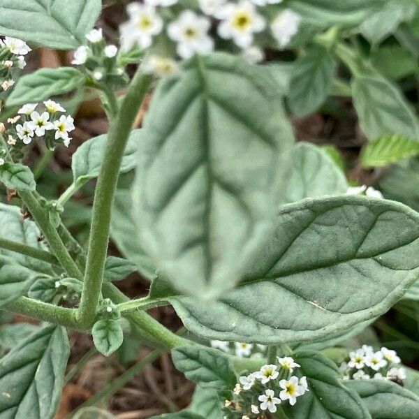 Heliotropium europaeum Lehti