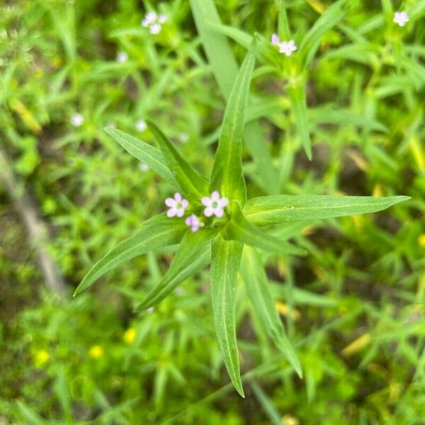 Collomia linearis 花