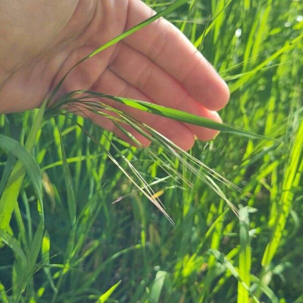 Bromus sterilis ᱵᱟᱦᱟ