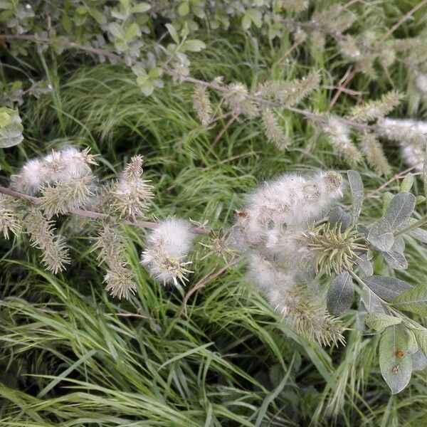Salix aurita Flower