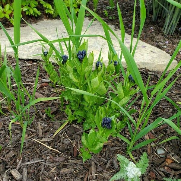 Gentiana calycosa 花