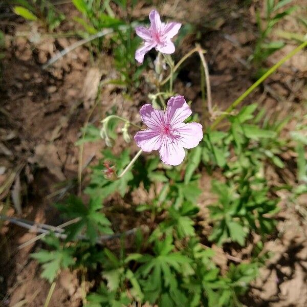 Geranium viscosissimum Virág