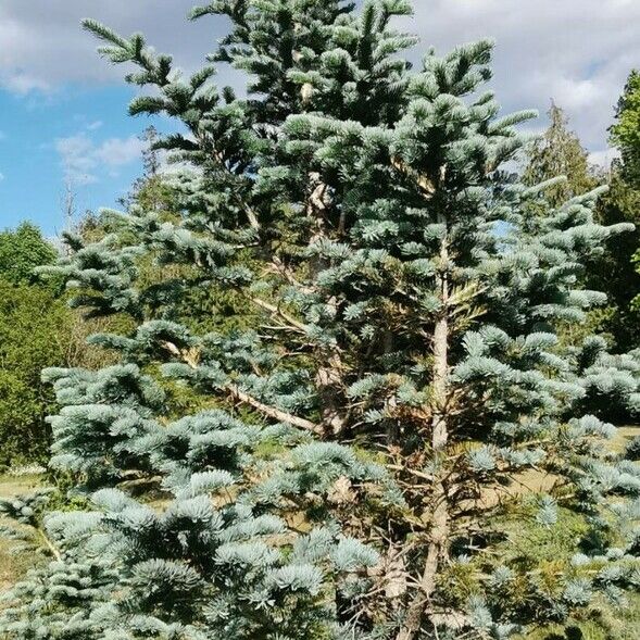 Abies lasiocarpa Характер