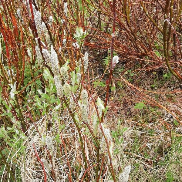 Salix lapponum Blodyn