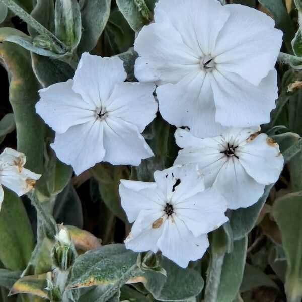 Silene coronaria Цветок