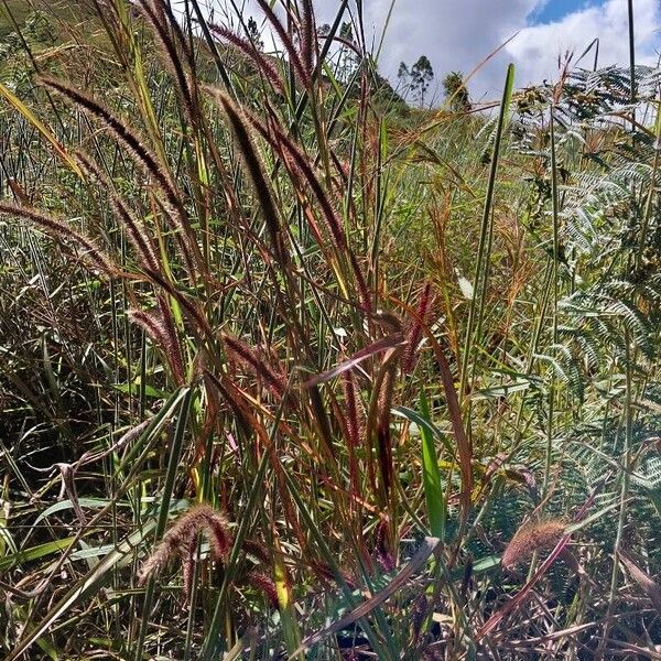 Setaria parviflora Leaf