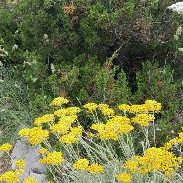 Helichrysum italicum Çiçek