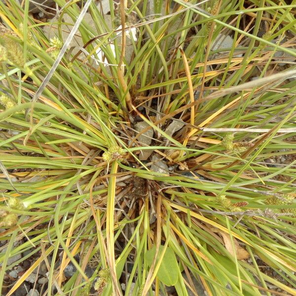 Carex extensa Leaf