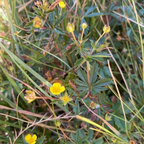 Potentilla erecta Flower