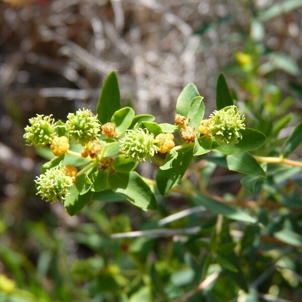 Euphorbia spinosa Fruit