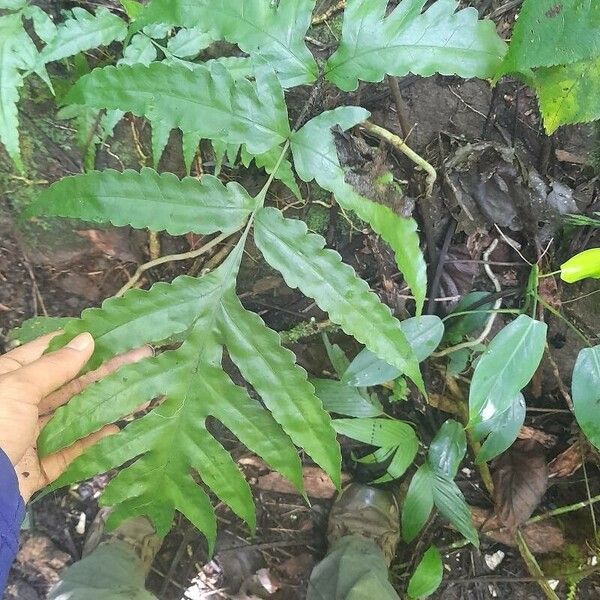Bolbitis portoricensis Leaf