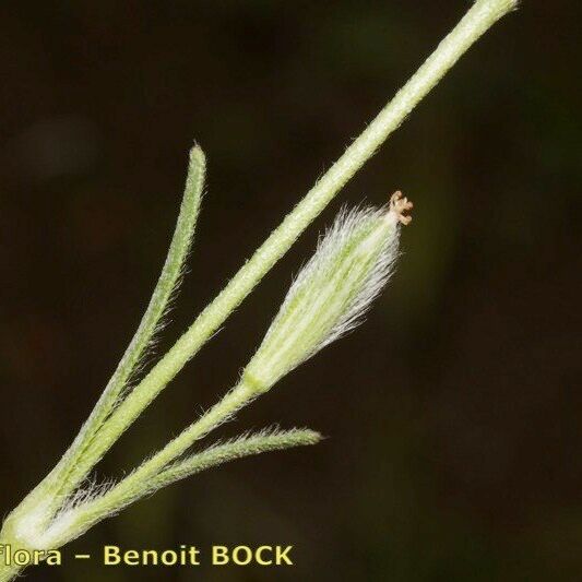 Silene scabriflora Fruit