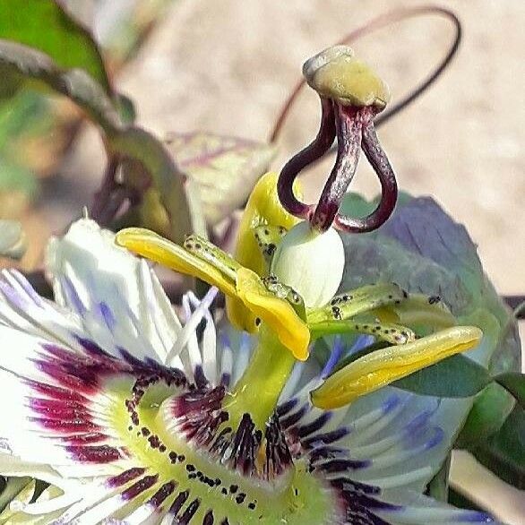 Passiflora caerulea Fleur