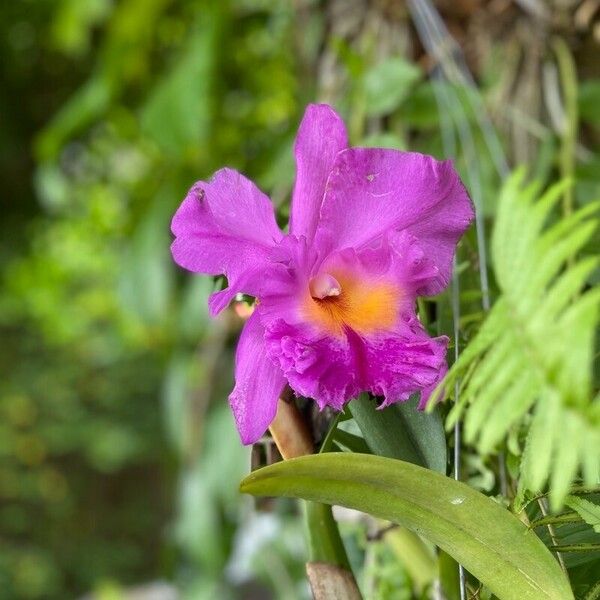 Guarianthe skinneri Flor