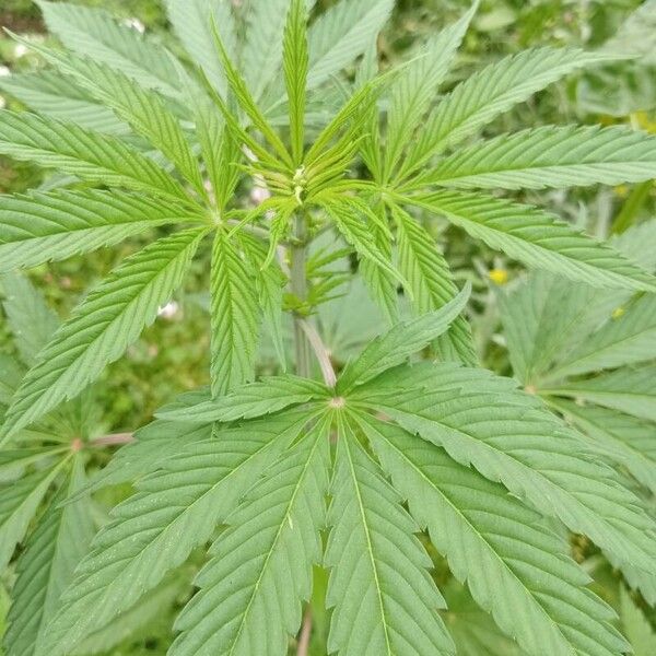 Cannabis sativa Blad