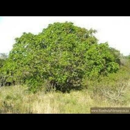 Ficus sur Hoja