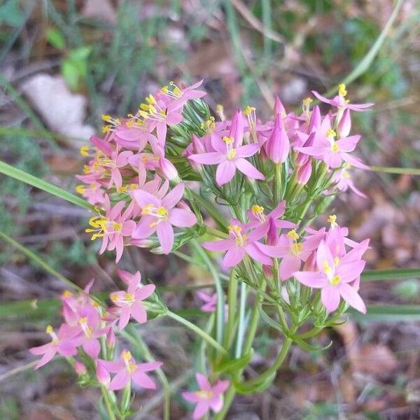 Centaurium erythraea Flor