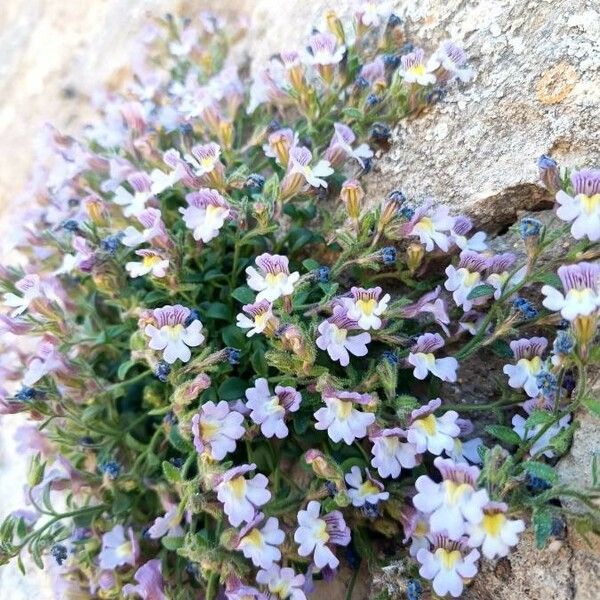 Chaenorhinum origanifolium Buveinė