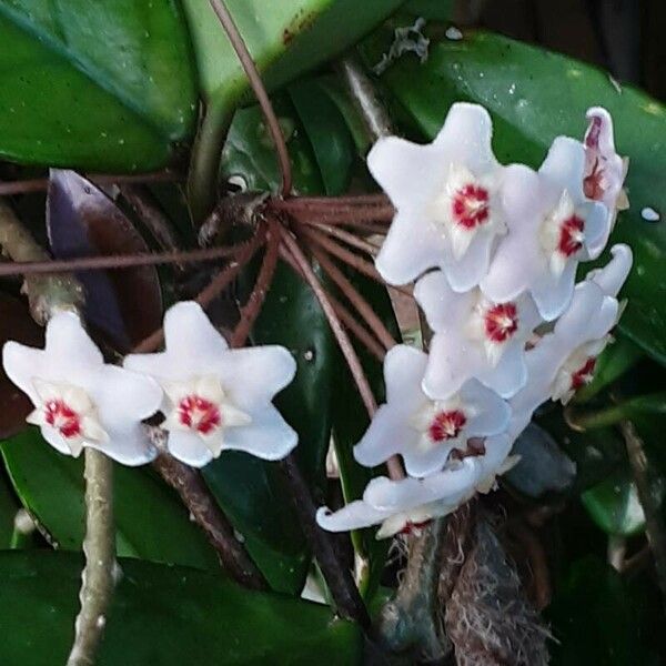 Hoya carnosa Floare