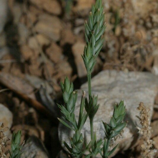 Crucianella angustifolia অভ্যাস