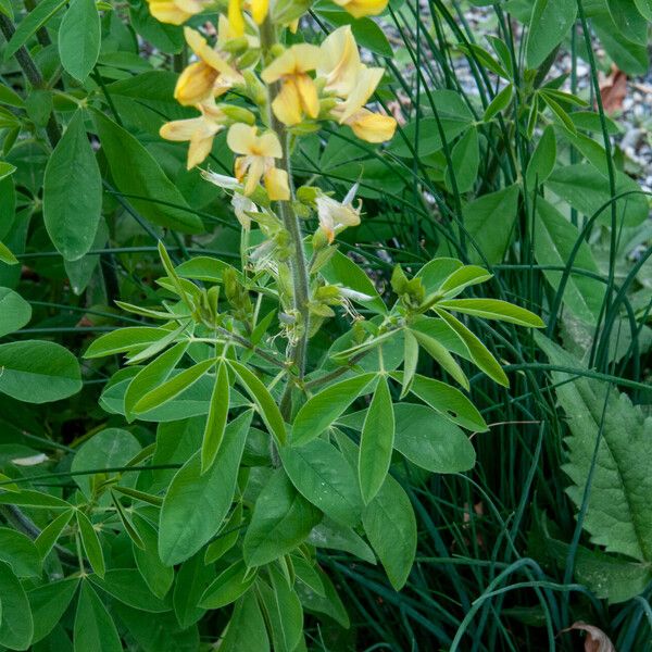 Thermopsis lanceolata Liść