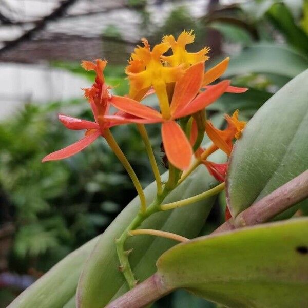 Epidendrum radicans Цветок