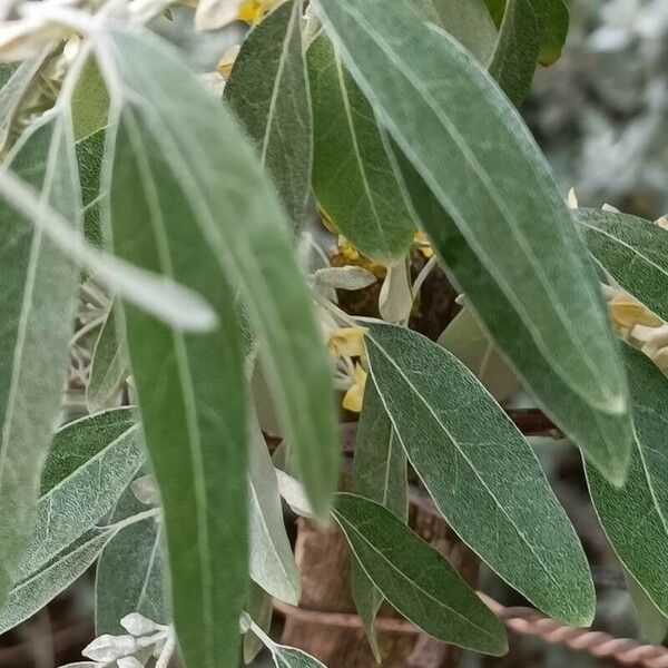 Elaeagnus angustifolia Blatt