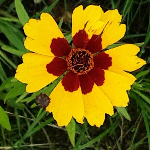 Coreopsis tinctoria Flor