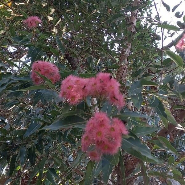 Corymbia ficifolia Kvet