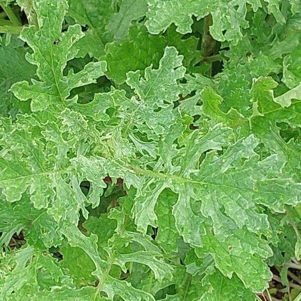 Senecio sylvaticus Fulla