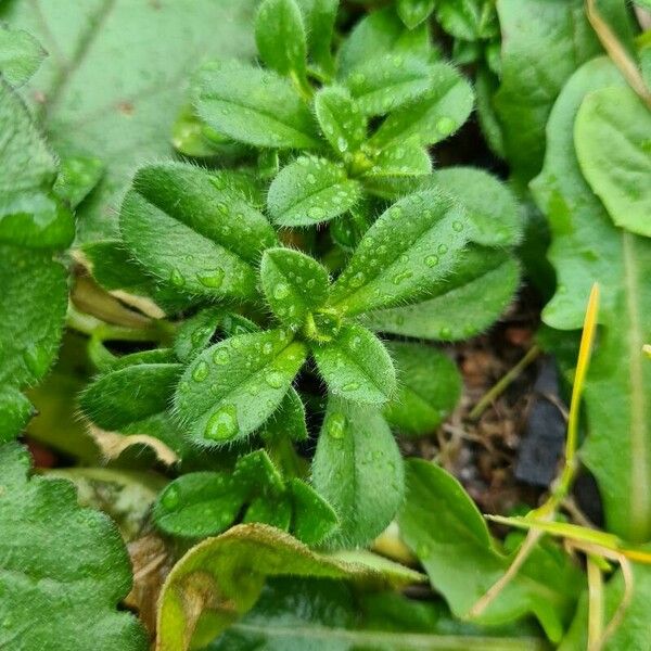 Cerastium fontanum Ліст