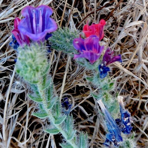 Echium sabulicola Цветок