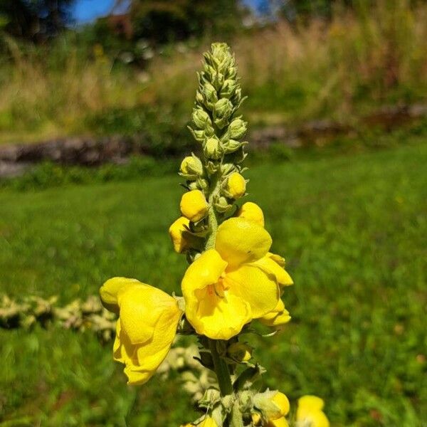 Verbascum densiflorum Fleur