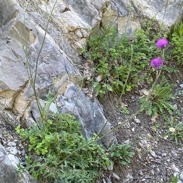 Cirsium tuberosum عادت